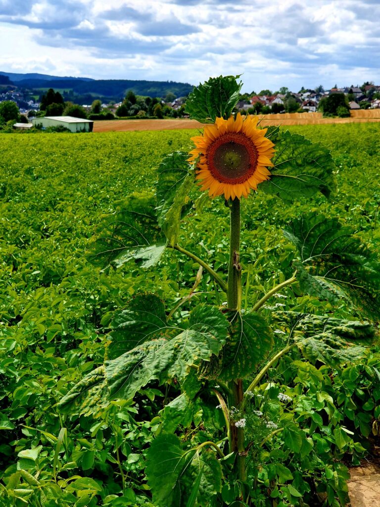 Unterwegs in der Natur 2021 (2021)