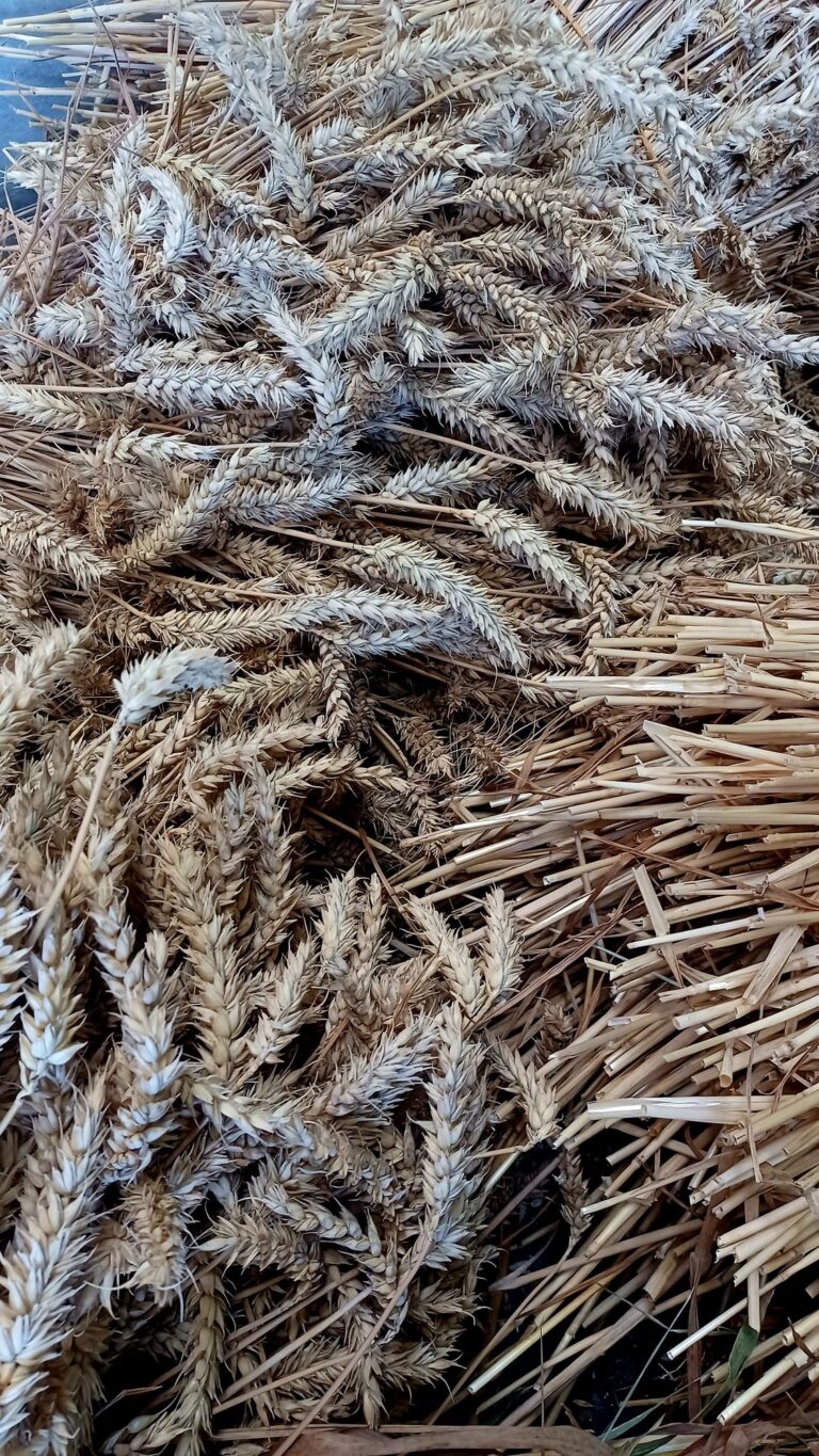 Die Erntekrone wird neu gestaltet! (2025)