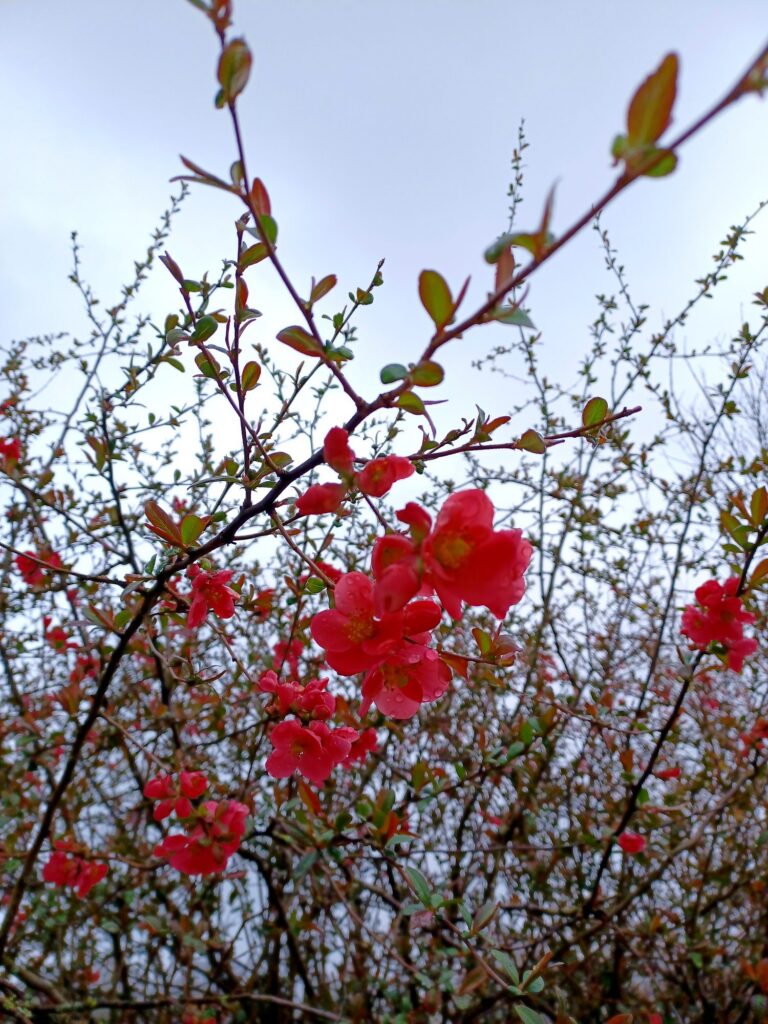 Frühlingsausflug 30.03.2022 vom Kuhfalltor zum Schambes-Garten (2022)